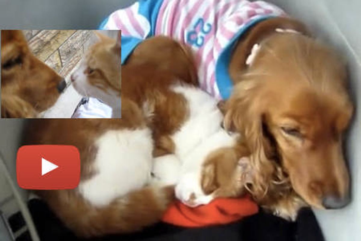 Stray Cat Follows Dog Home, Now They Are Family