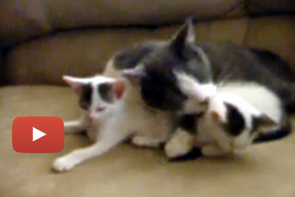 Male Cat Caring For Orphan Kittens