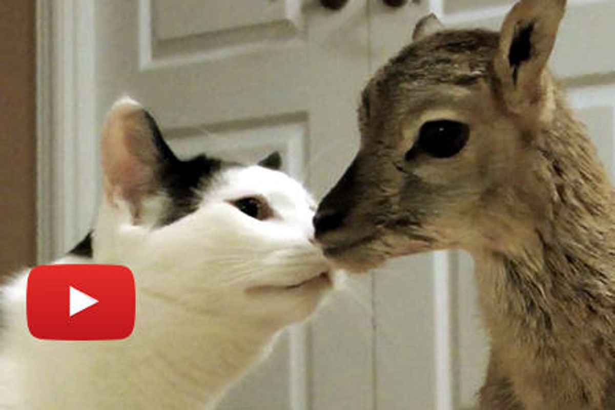 Pancake The Cat Adopts His Own Baby Lamb