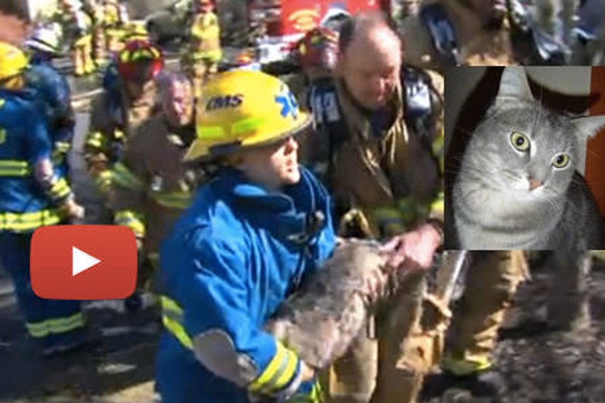 Starbuck The Cat Saved By Greensboro Firefighters & Police From Condo Complex Fire