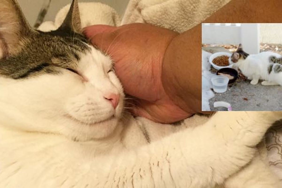 Man Spent Days to Save Stray Cat from Living in the Cold