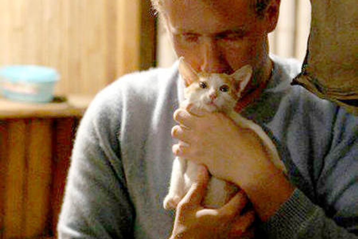 First Cat Cafe In San Francisco Will Be A Sanctuary For Rescue Cats