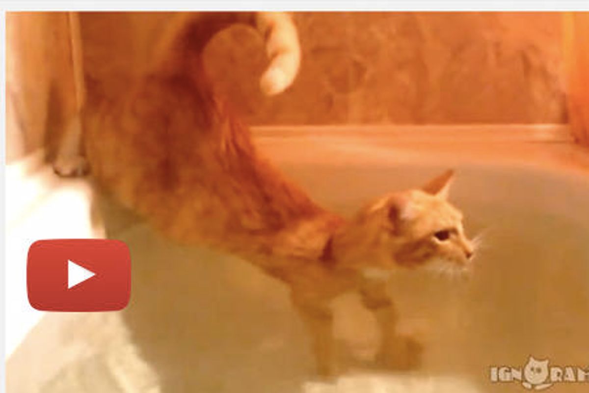 Cat Joins Human For A Bath