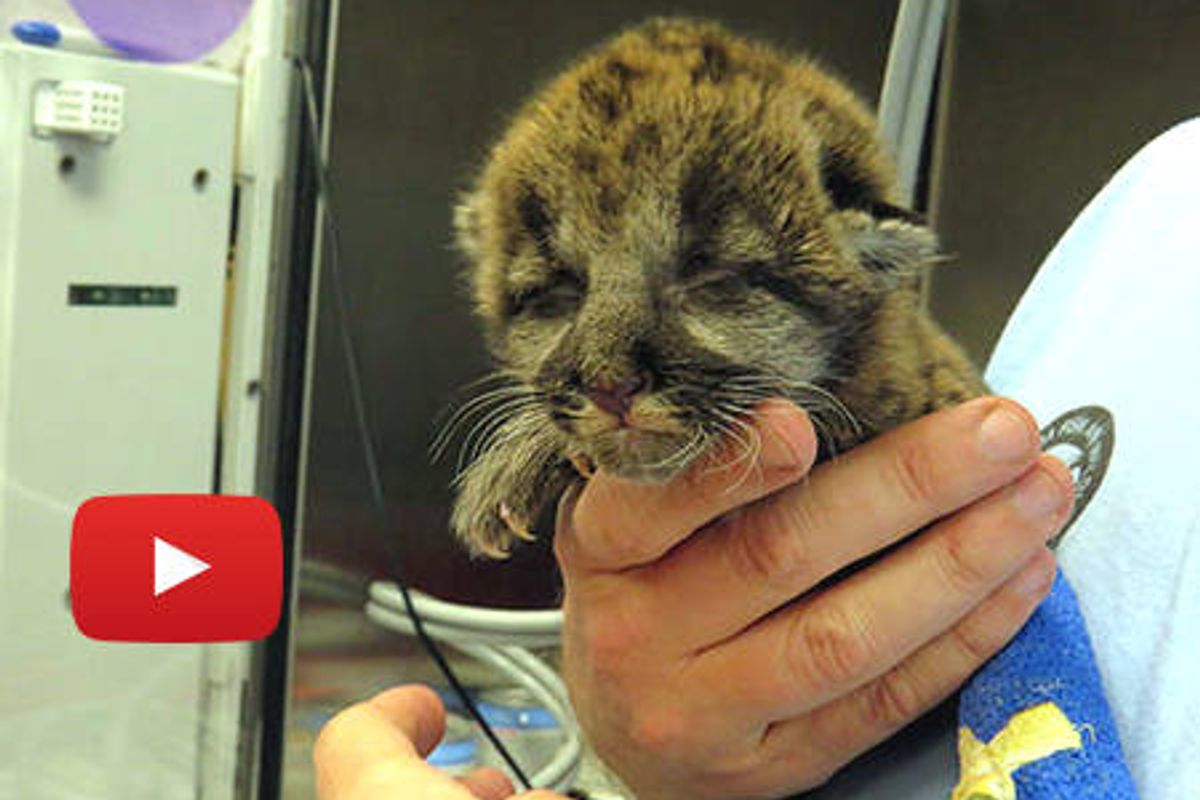 Rescued Florida Panther Kitten