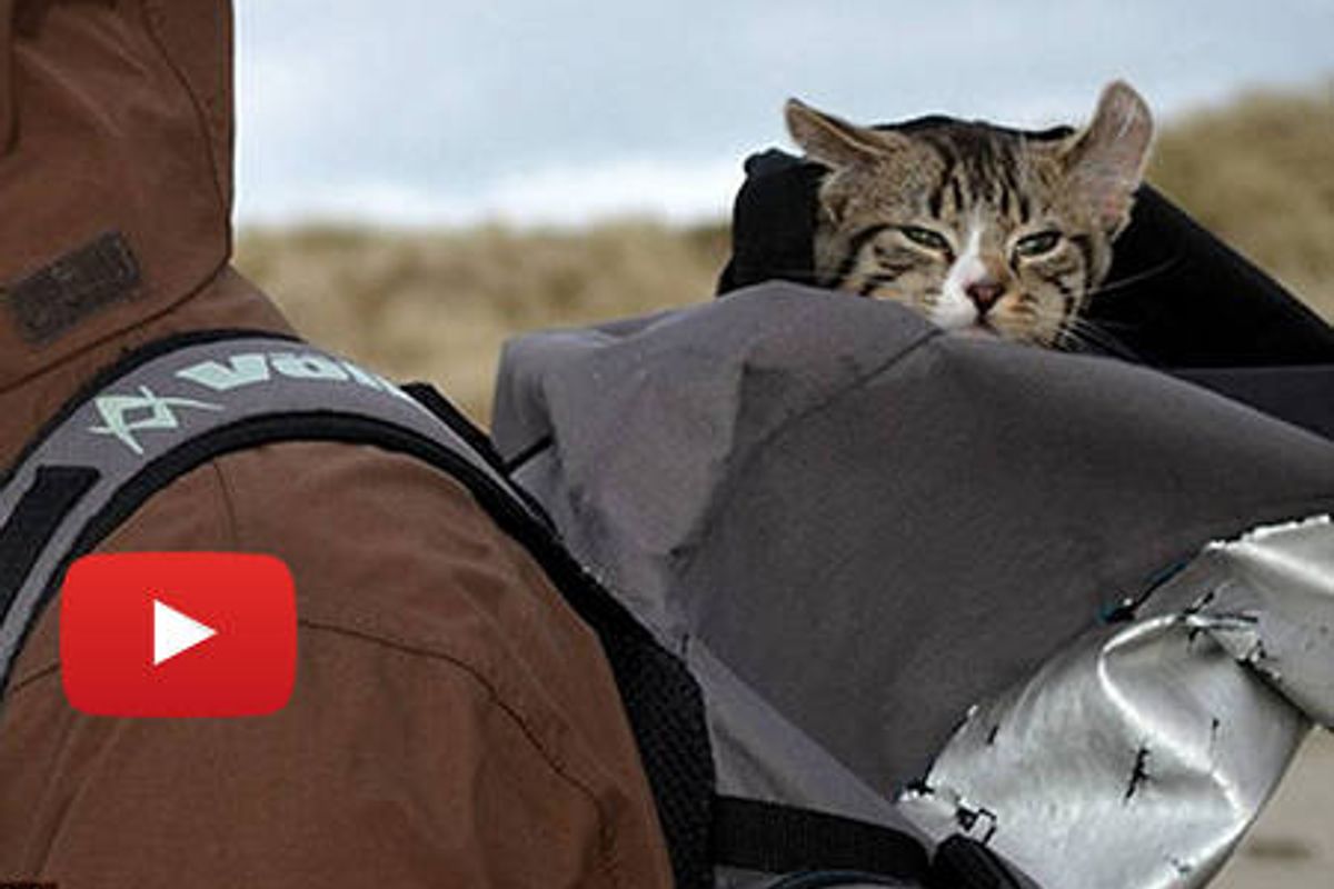 Higgs The Cat Likes To Travel In Backpack