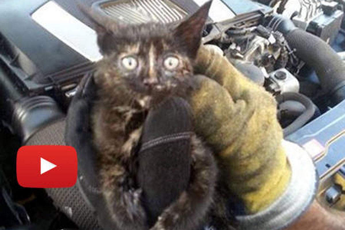Kitten Rescued From Mercedes Benz Car Engine By Firefighters