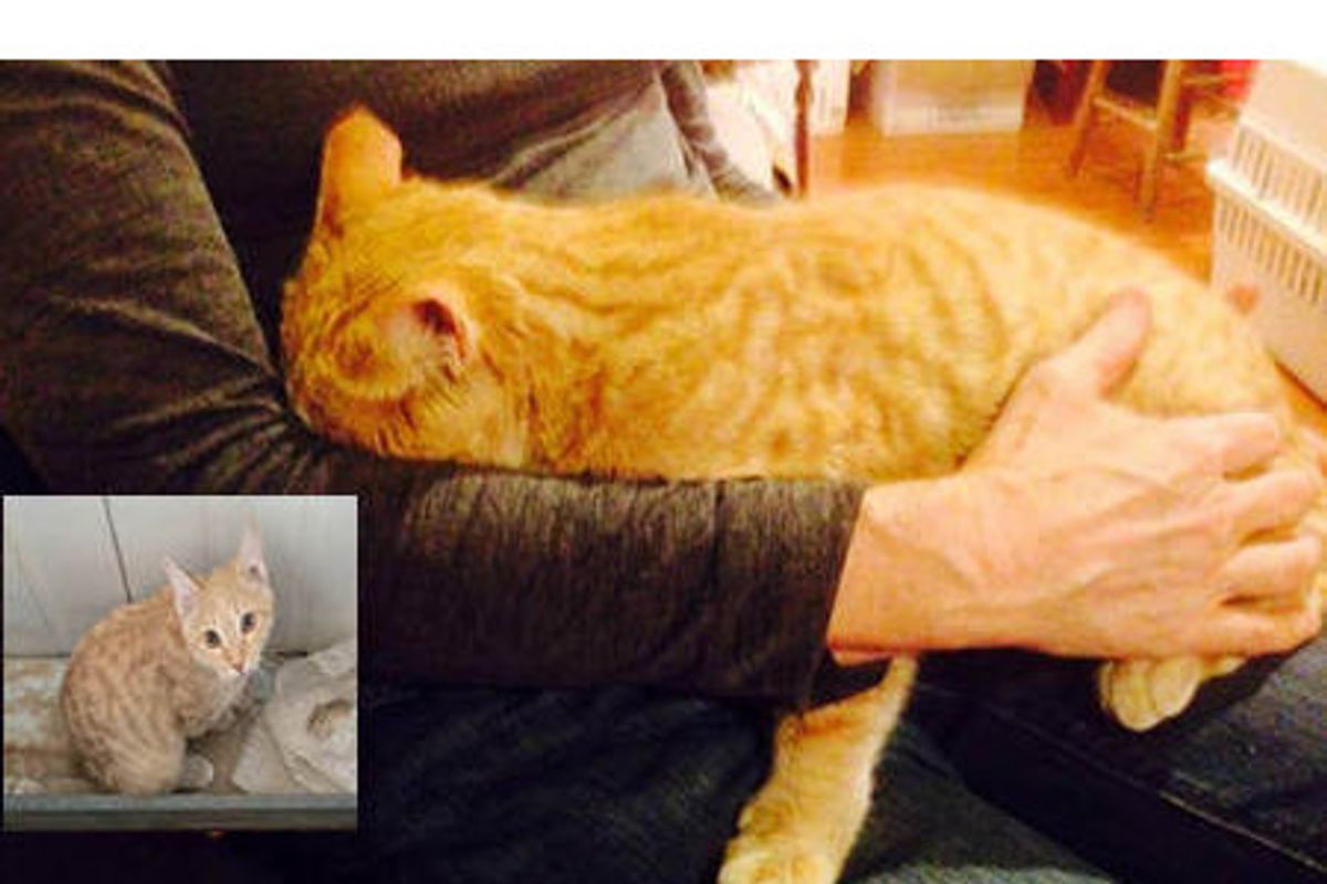 Stray Cat Rescued In Afghanistan Finds Home In The US