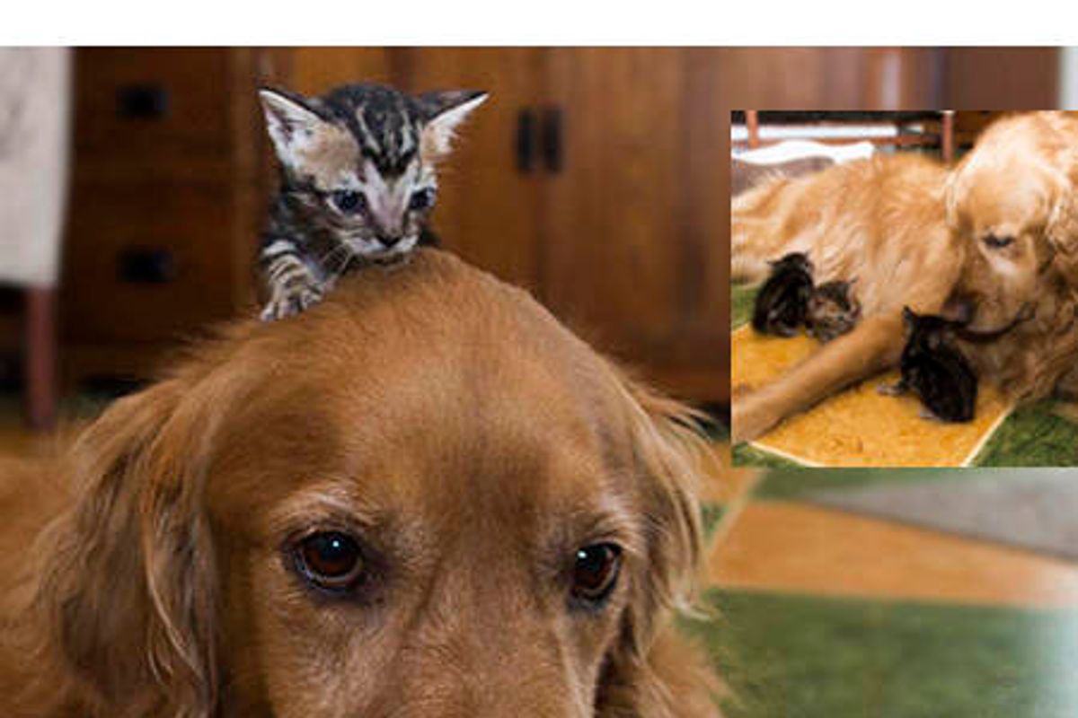Orphan Kittens Adopted By Therapy Dog