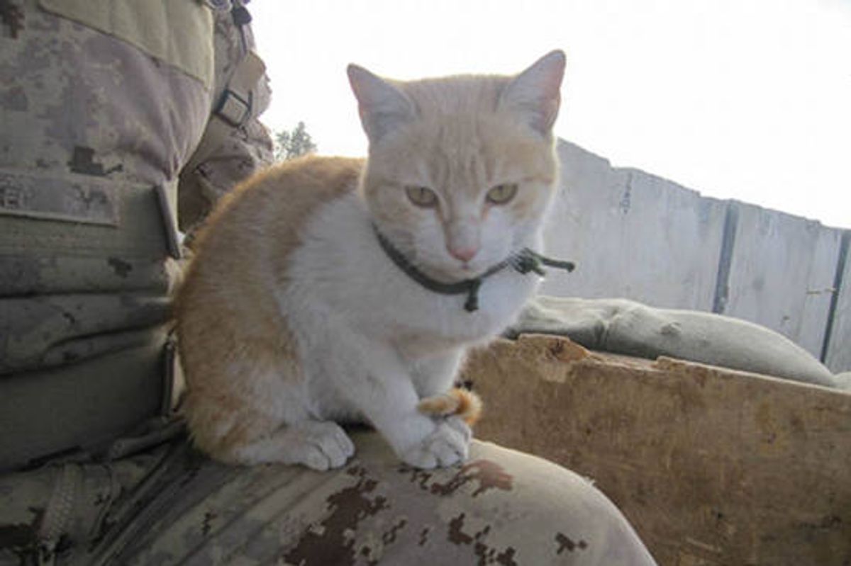 Tower Cheetah on Guard Duty