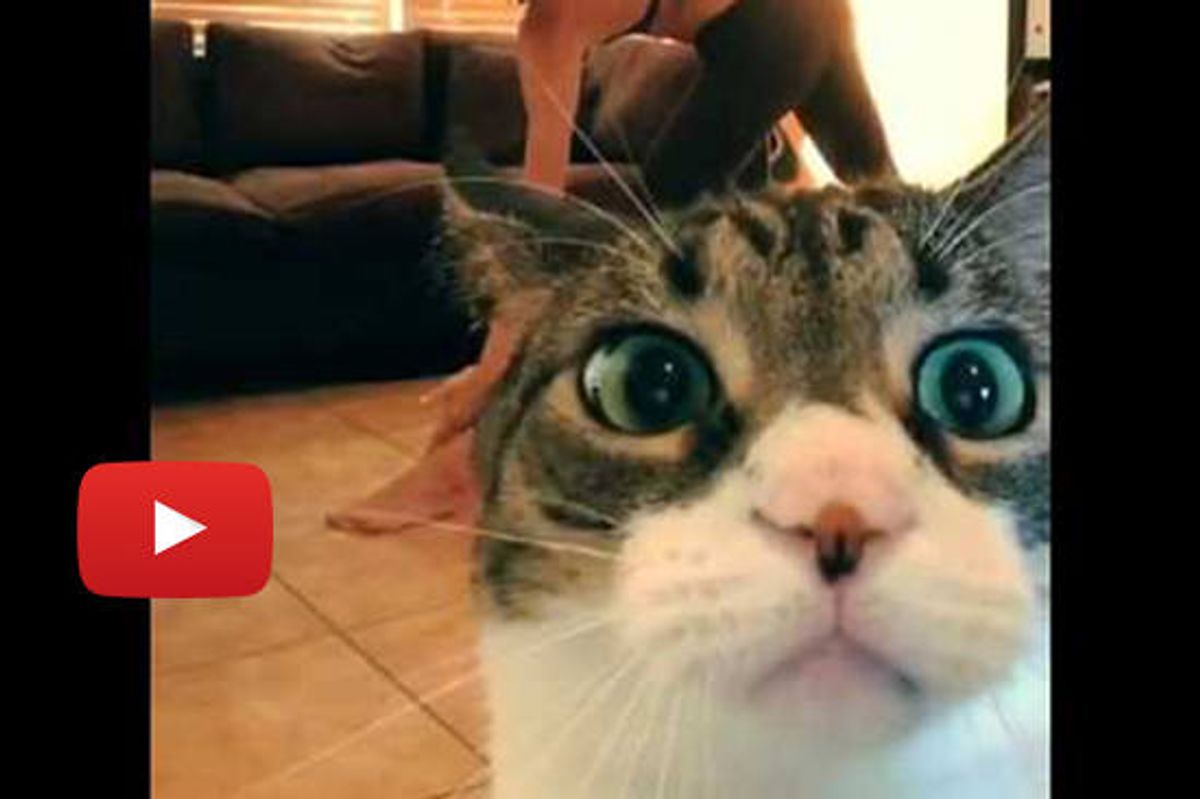 Attention Seeking Cat Interrupts Yoga Session