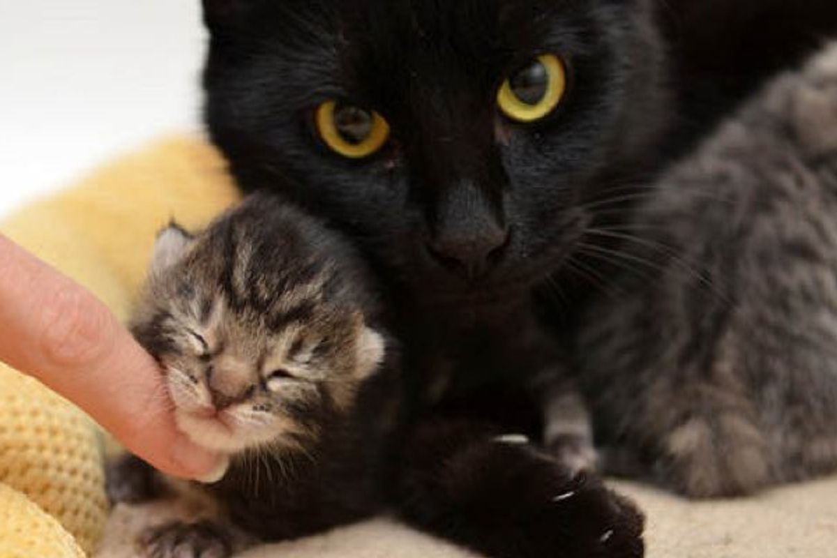 Rescue Cat Mama Had One Kitten Adopted Orphan Babies