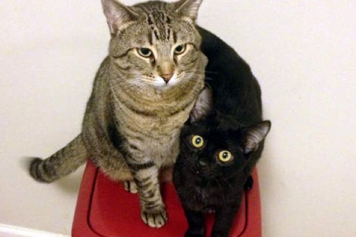 Stray Kitten Finds His Best Friend