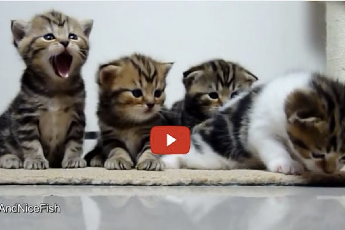 Yawny Smiley Kitties! I Think They Just Broke the Cuteness Meter!