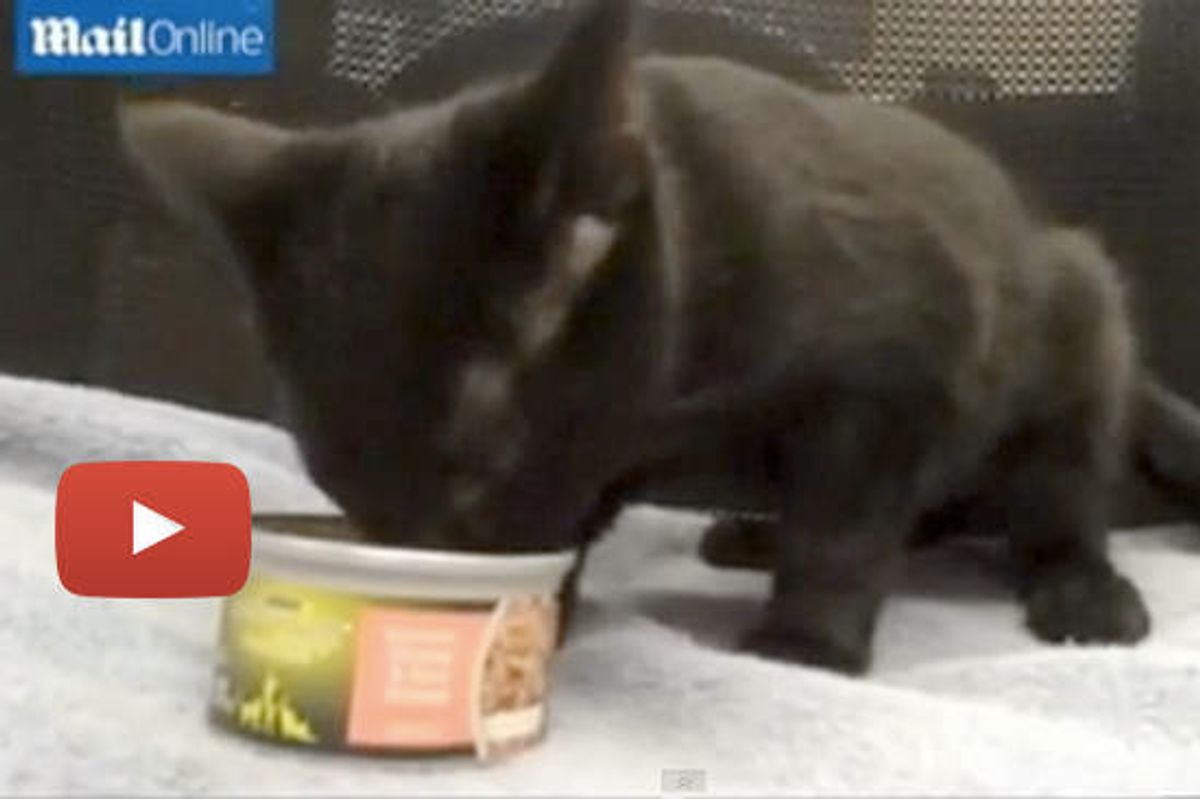Turkey The Shelter Cat Goes "Gobble, Gobble" When She Eats
