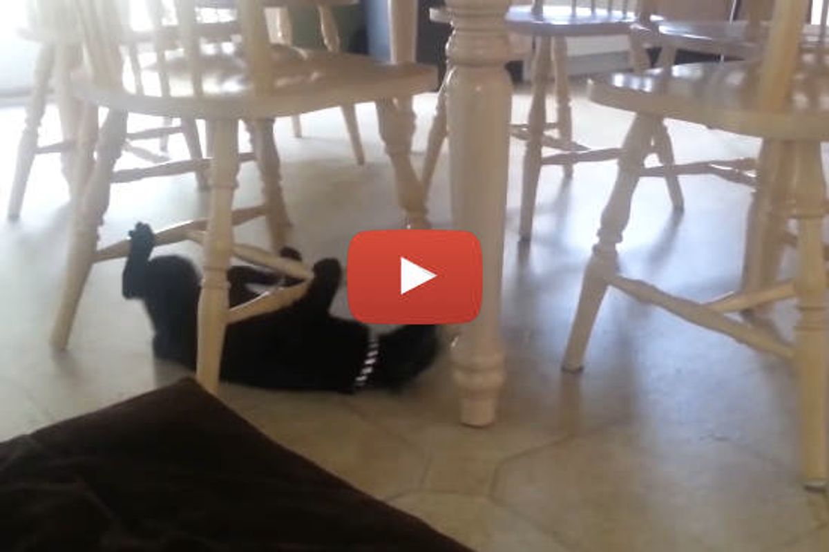 Silly Cat Uses Chairs as Monkey Bars