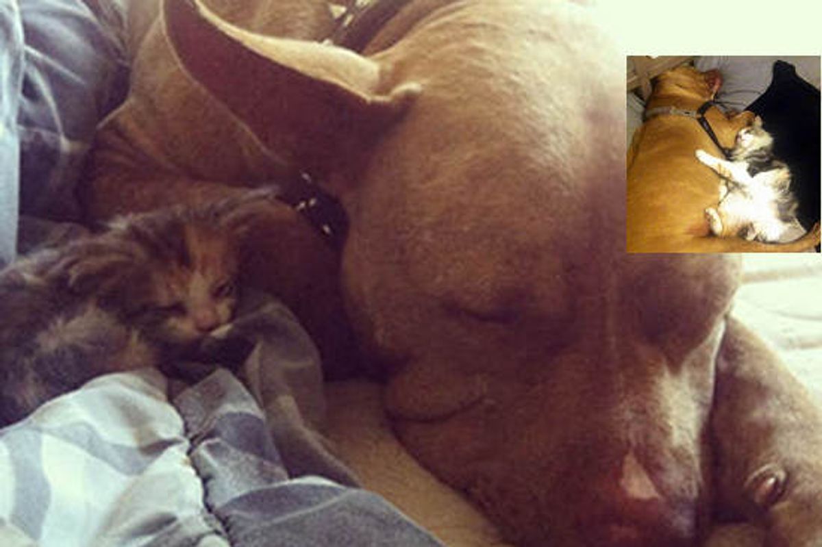 Tiny Rescue Kitten And Gentle Giant Dog: Best Of Friends