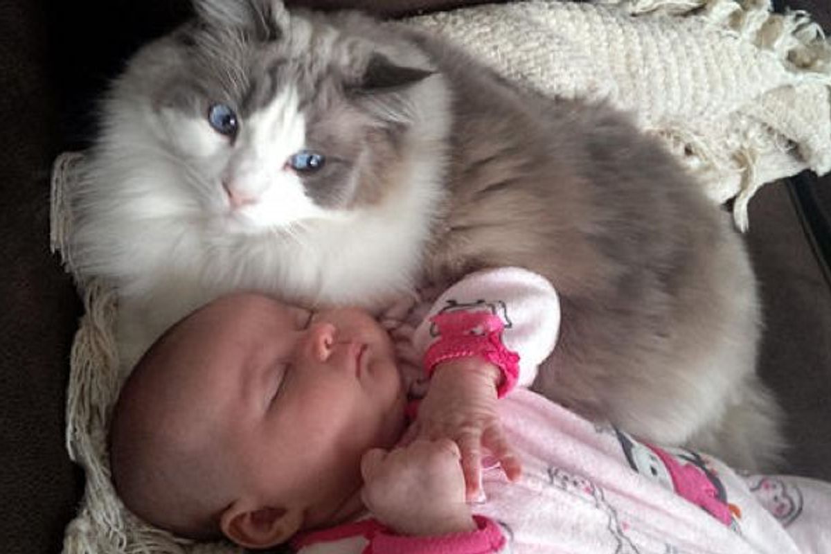 Cat Adores His Little Sister So Much He Began to Cuddle Her Before She Was Born