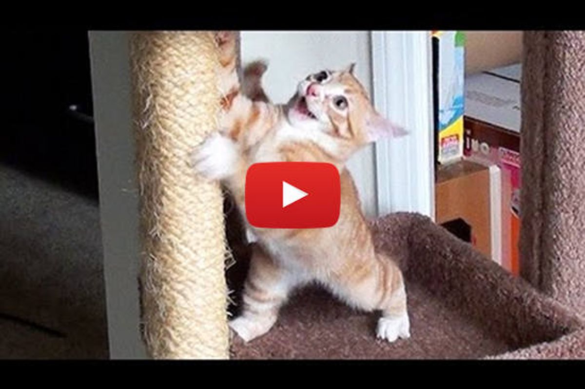 Cute Kitten Bloopers!