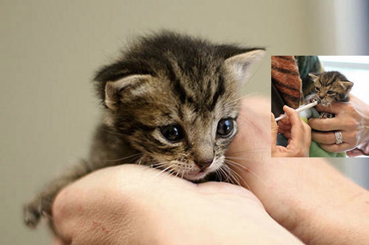 Kindness Saves Tiny Orphan Kitten