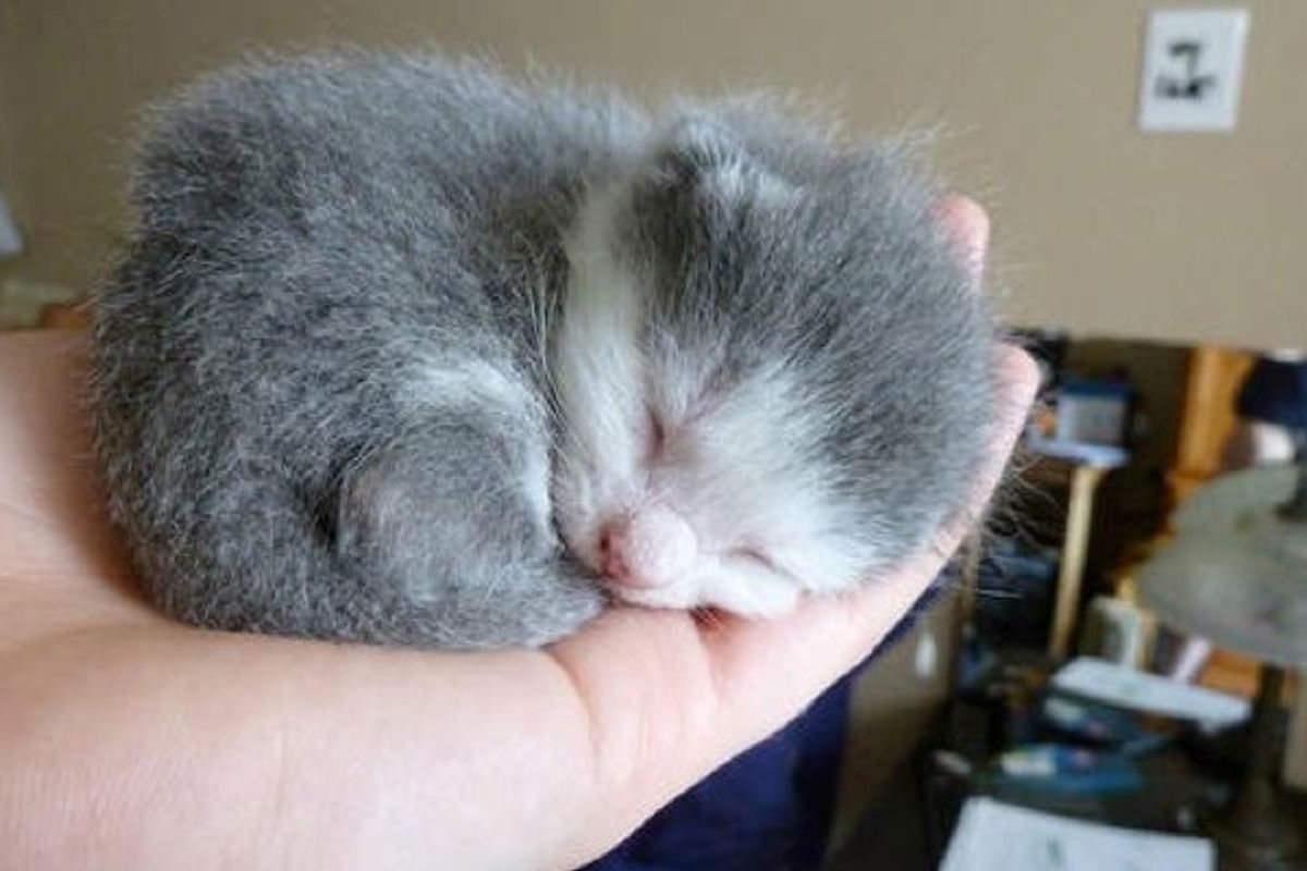 Orphan Newborn Kitten Finds A New Mom