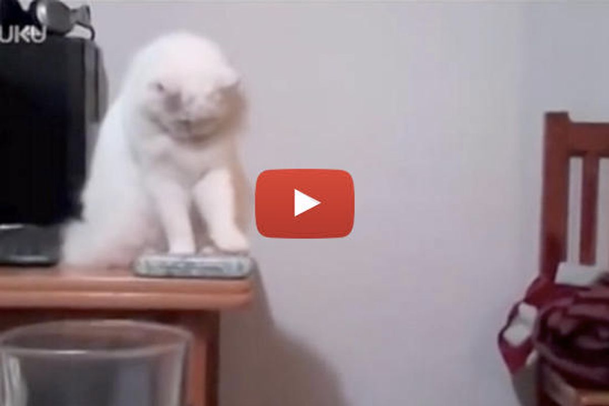 Cat Pushes Everything Off Table