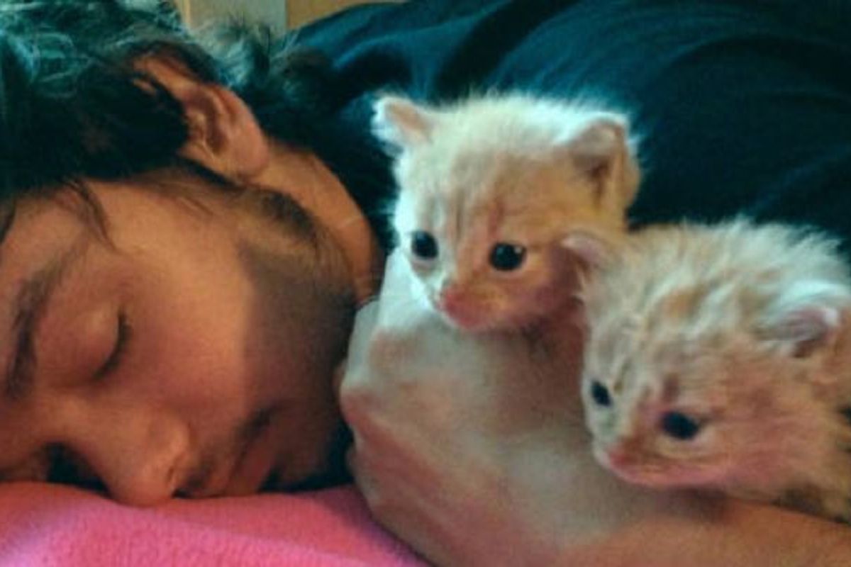 They Save Two Tiny Ginger Kittens from Trash and Make Them Their Family