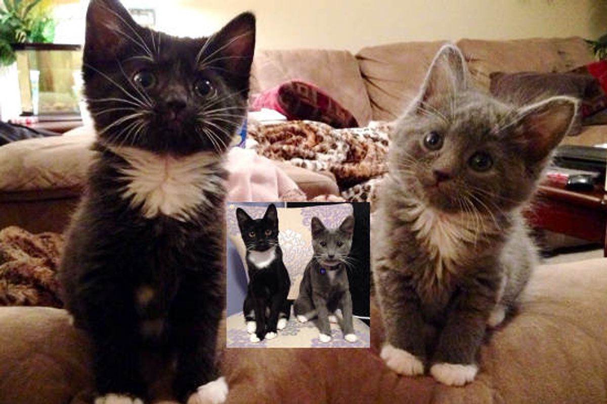 Two Sister Cats