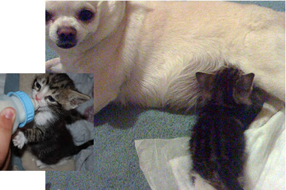 Chihuahua Produces Milk For Orphan Kitten