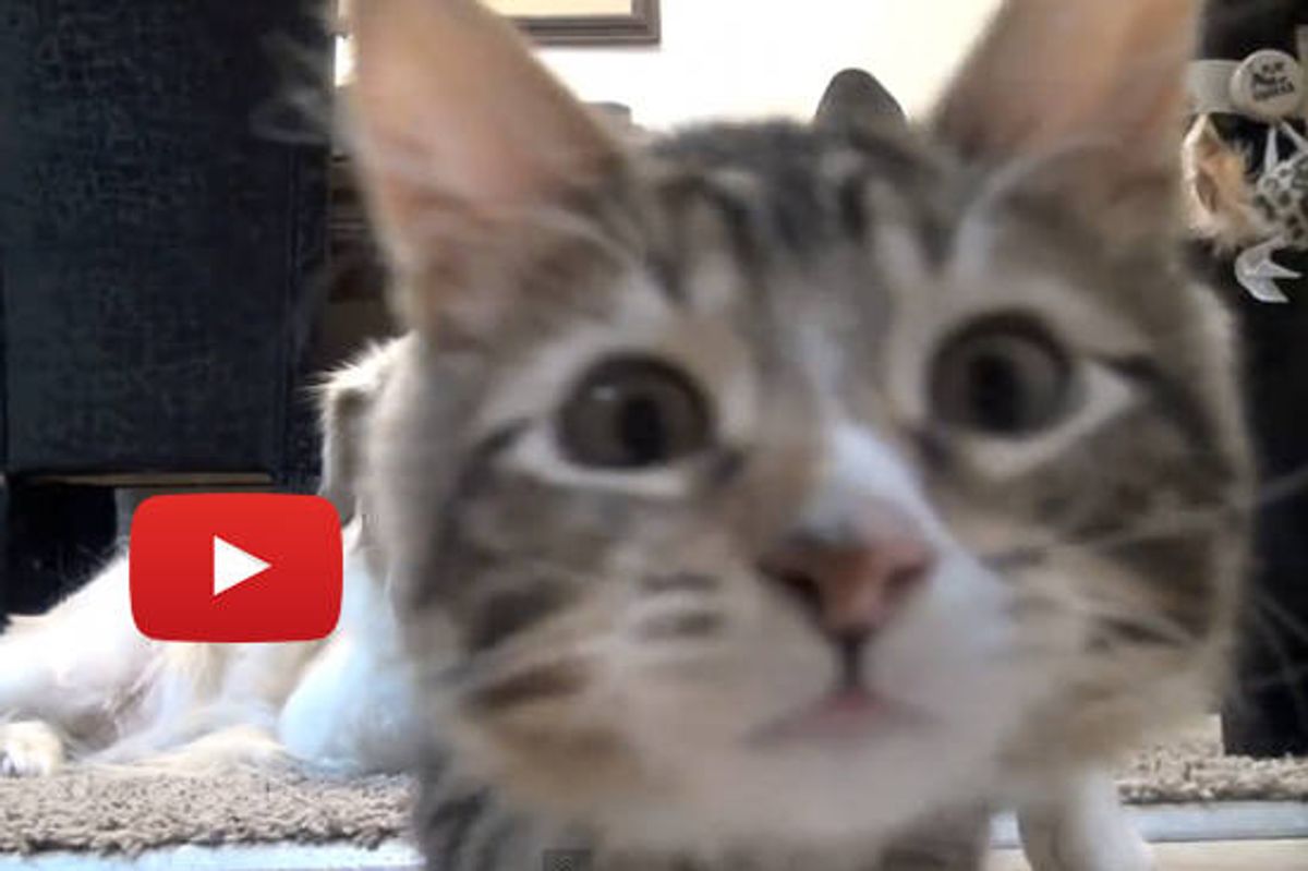 Wobblepants The Cat And His Dog