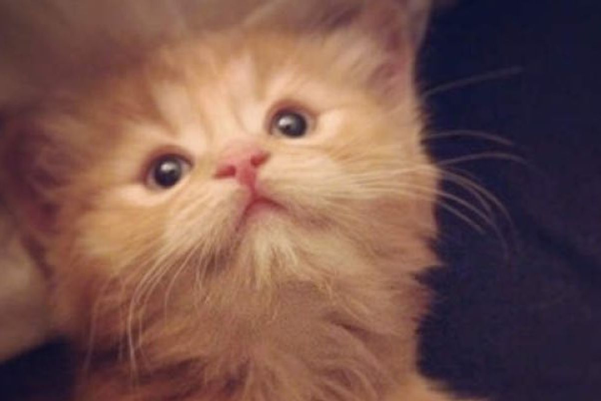 Ginger Cat Rescued From Freezing Cold, Now All Grown Up!