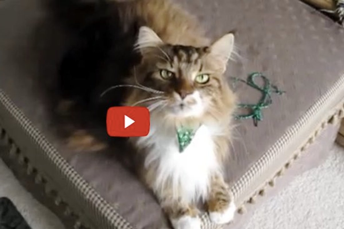 This Fluffy Talking Maine Coon is Doing a Duet with His Human