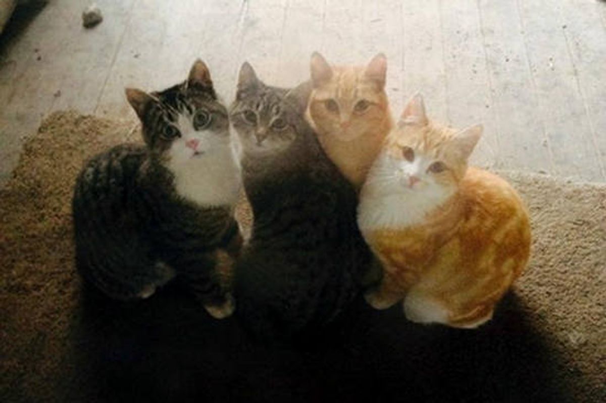 Cats Survive House Fire, Saved By Kindness