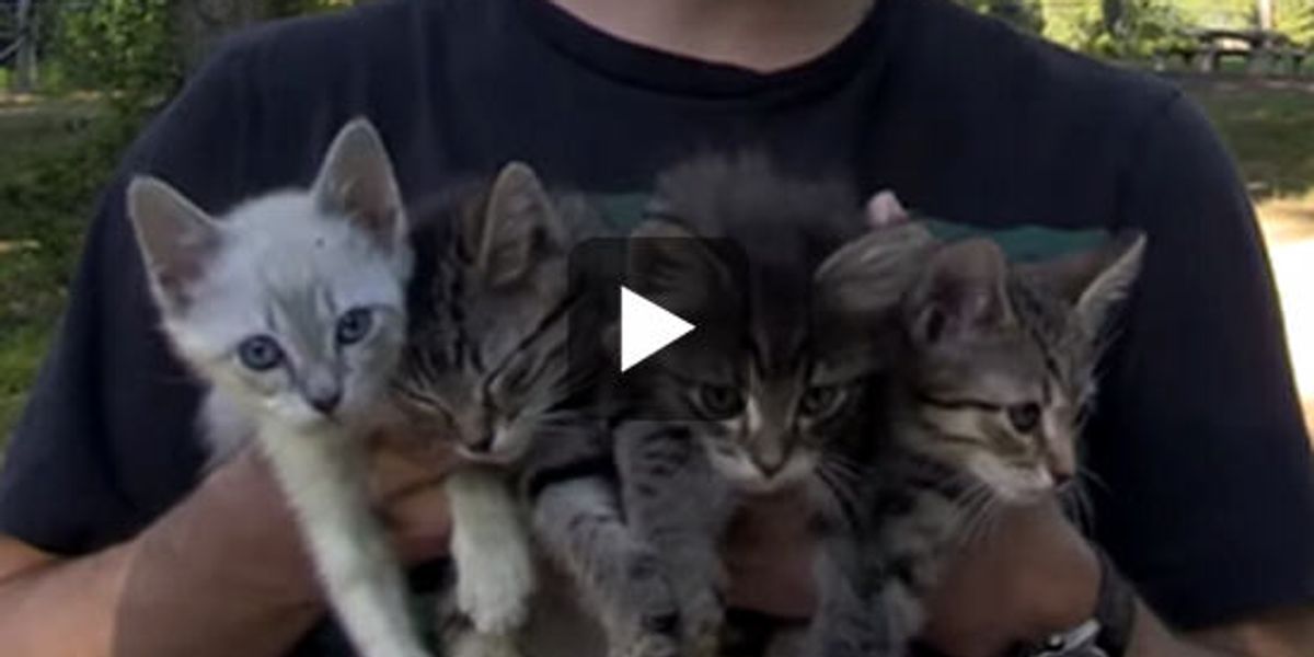 Kitty Rescue Images Amazing Kitten Rescue - Love Meow
