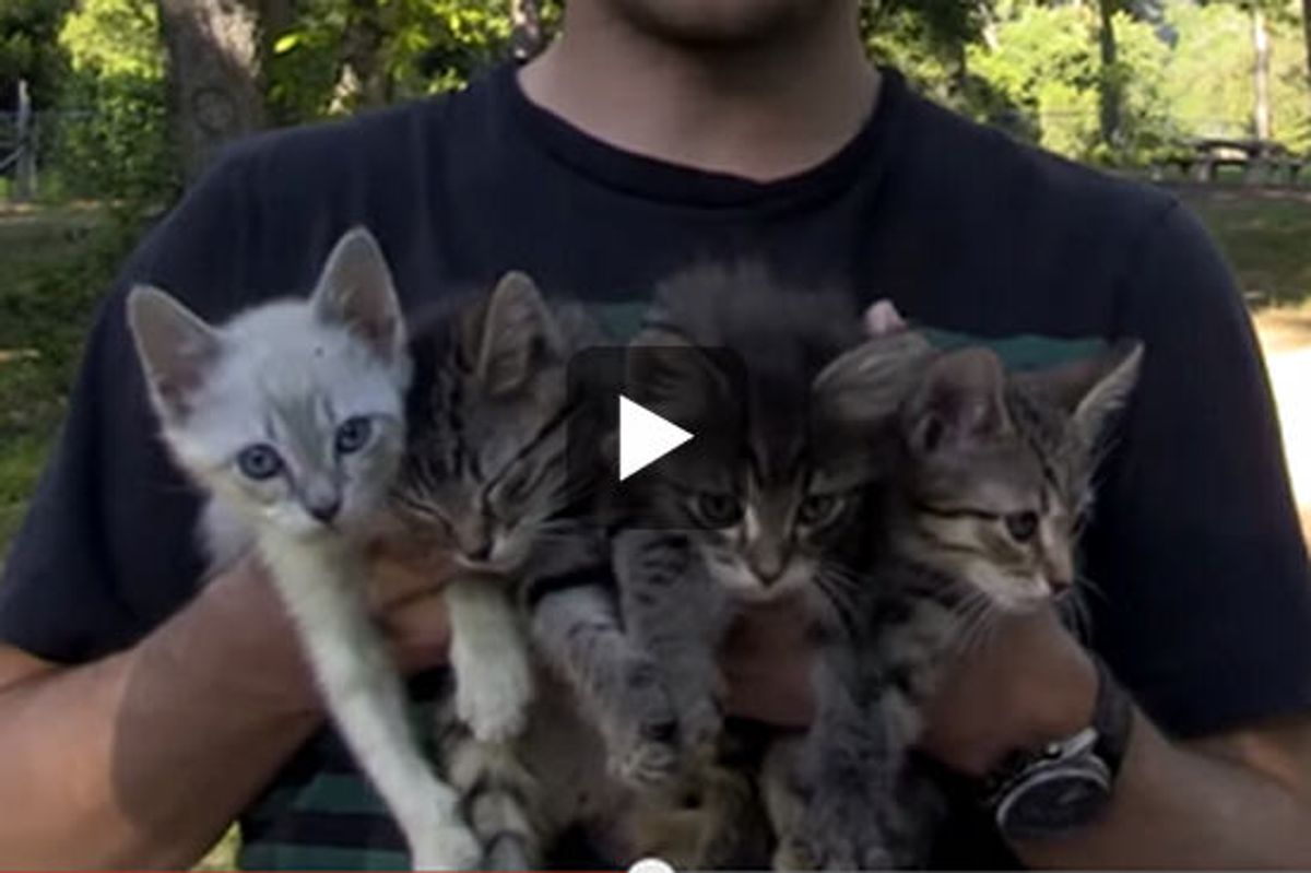 Amazing Kitten Rescue