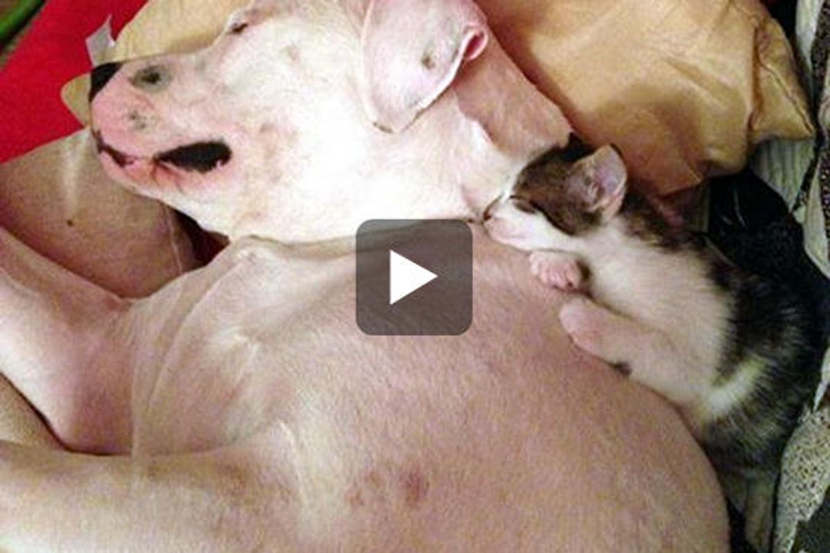 Kitten Rescued From Van Finds Unlikely Moms