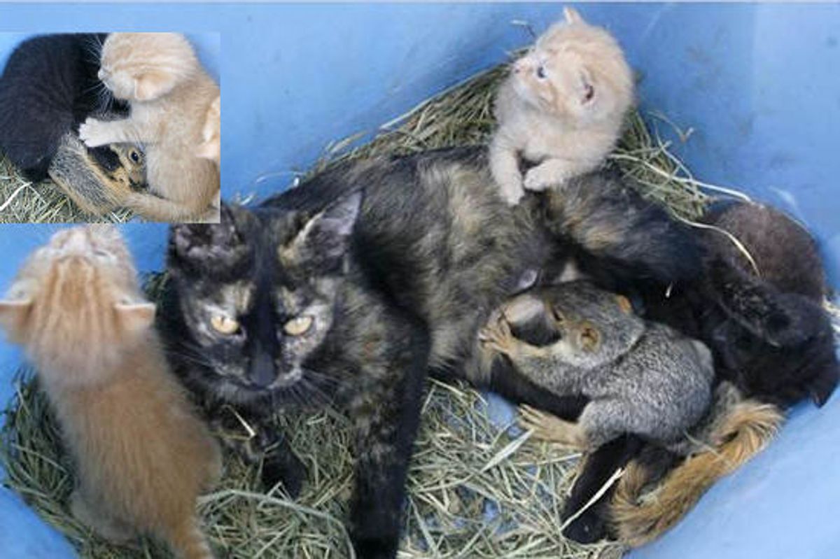 Cat Adopts Baby Squirrel