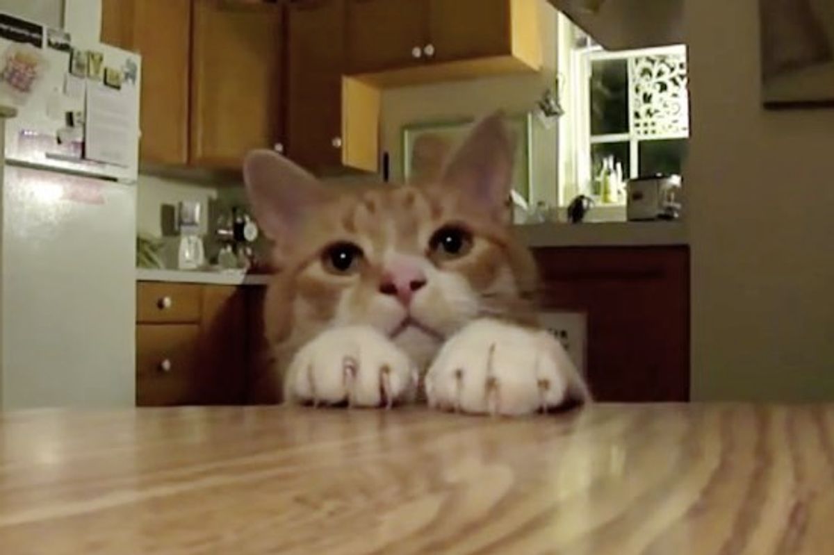 This Cat Keeps All the Treats off the Table! Look at Those Ninja Paws!