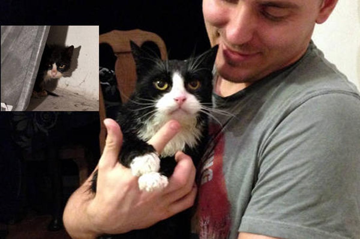 Stray Cat From Fear To Love