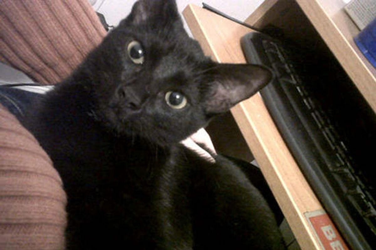 Stray Cat Turns Man Into Cat Lover