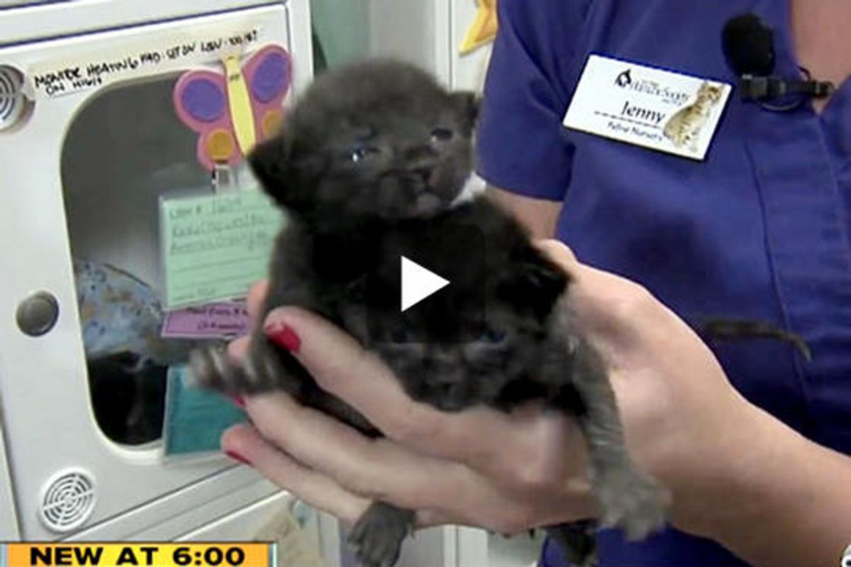 Kittens Found In Box Shipped From Los Angeles to San Diego