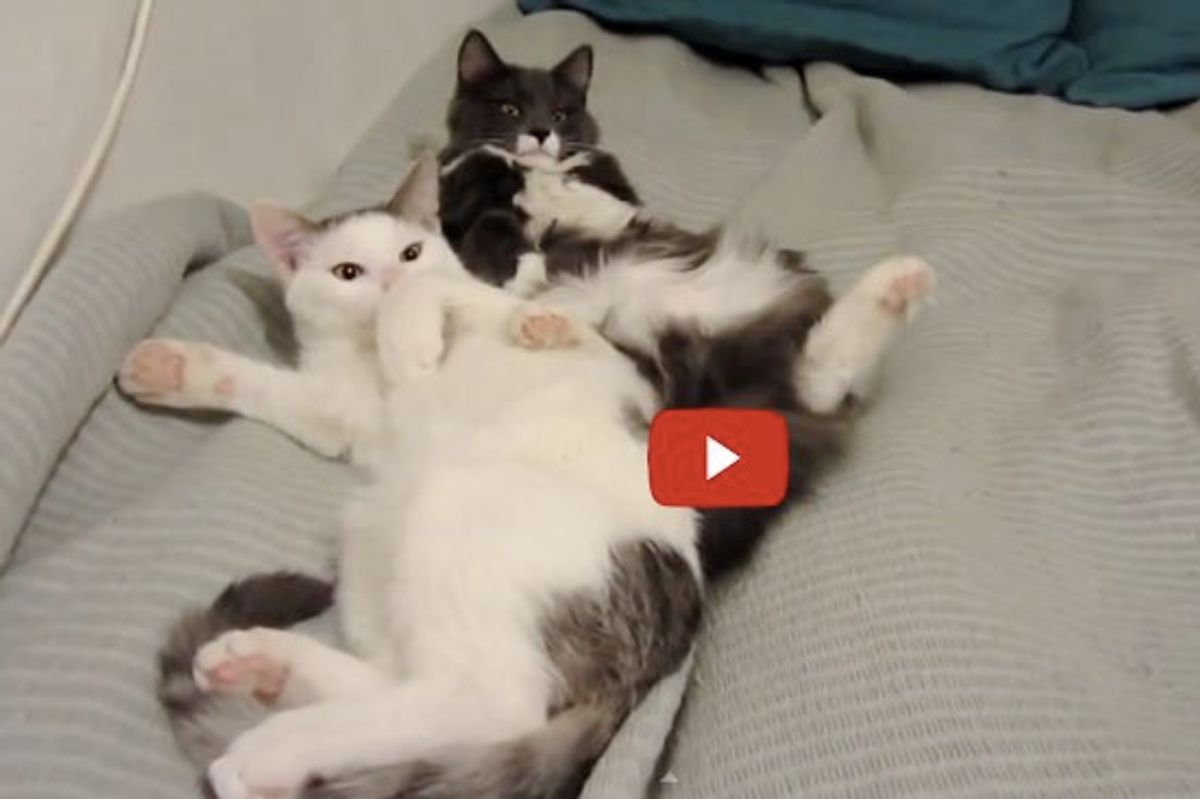 Too Cute To Understand! This is Why We Need Cats! Plural!