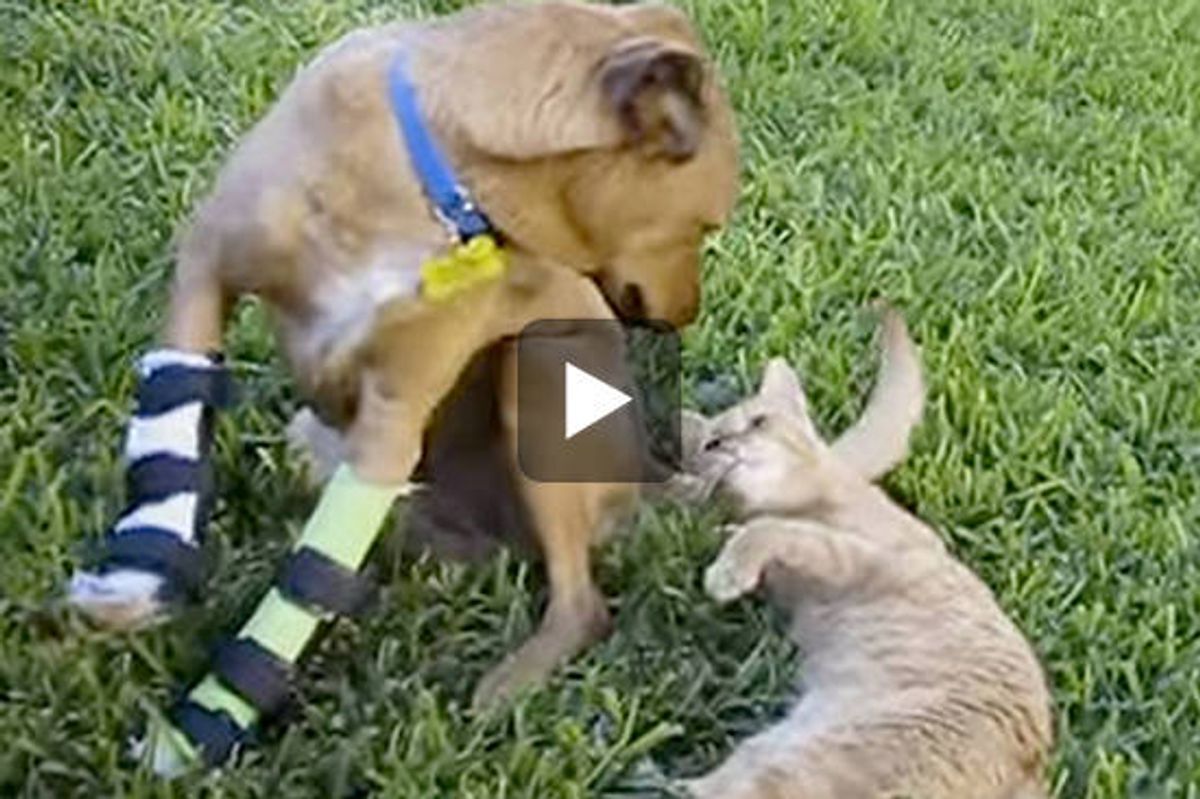 Stray Cat Loves Rescue Dog
