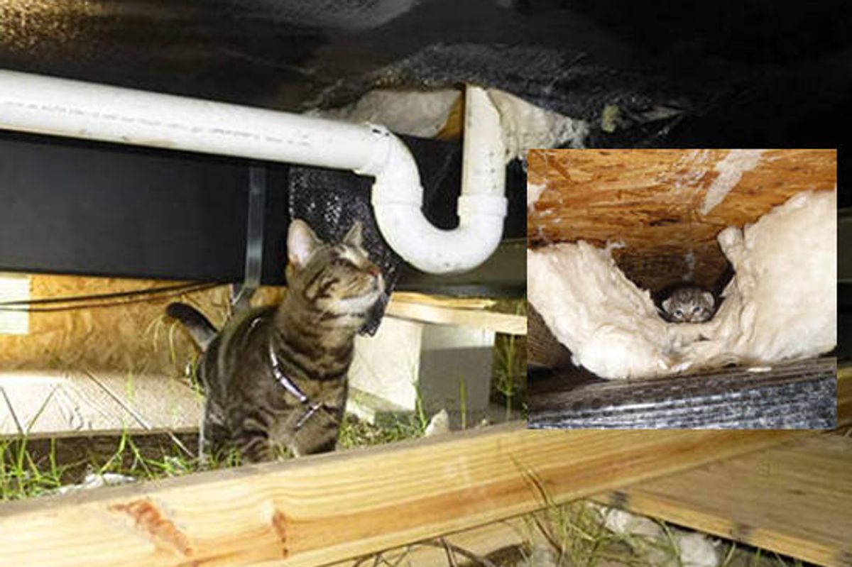 Spirit The Blind Cat Helps Rescue Kittens