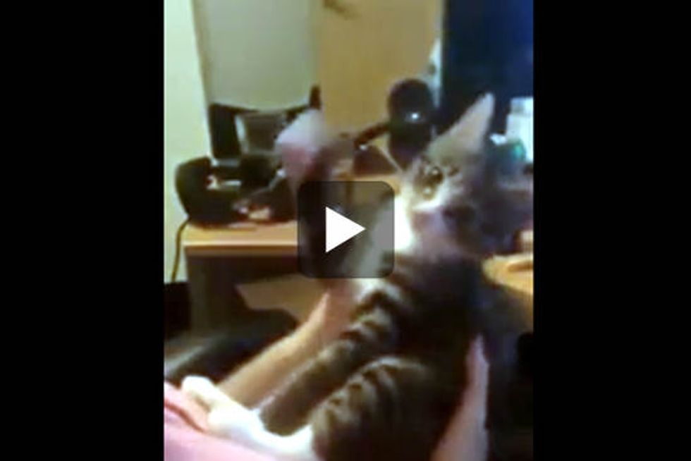 Kitten's Reaction To Kisses