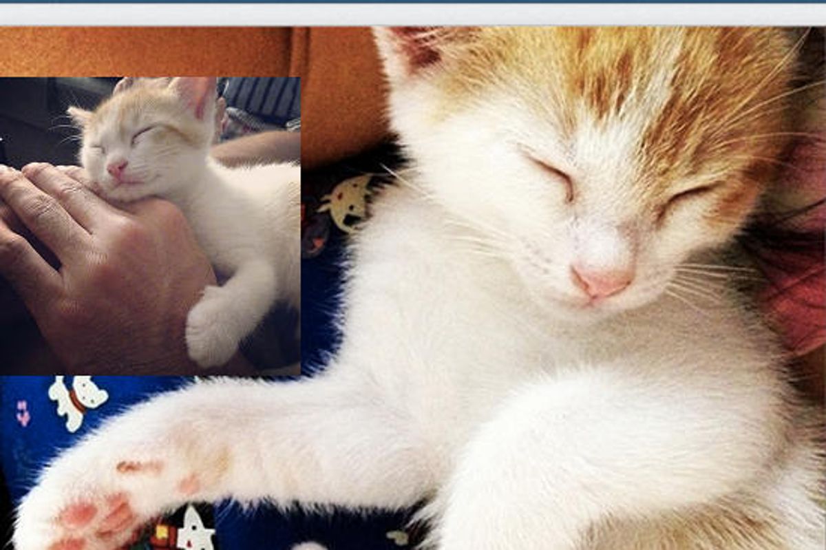 Kitten Found In Elementary School Got A Second Chance