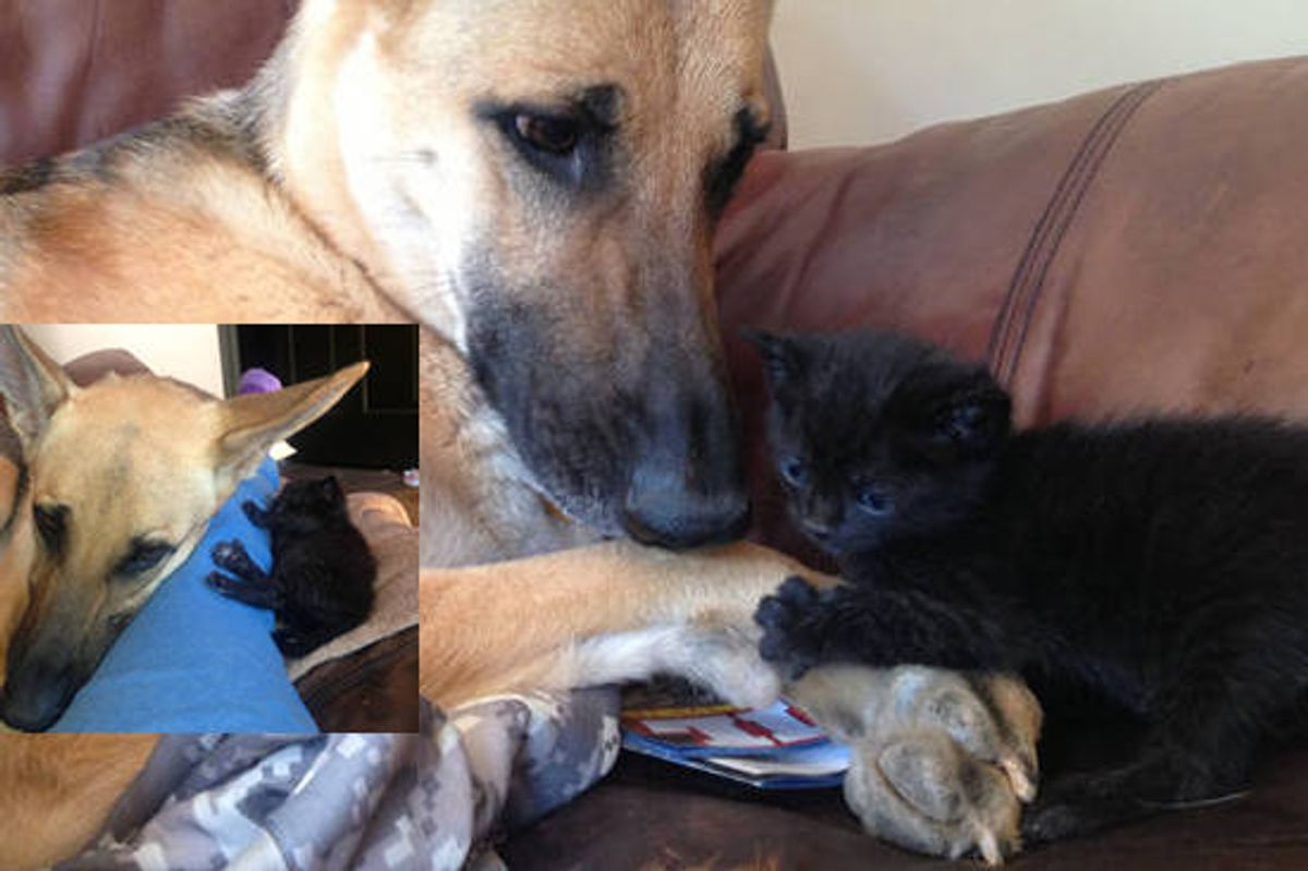 Dog Produces Milk For Rescue Orphan Kitten