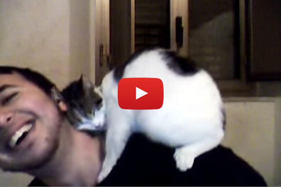 Kitty Loves Her Human