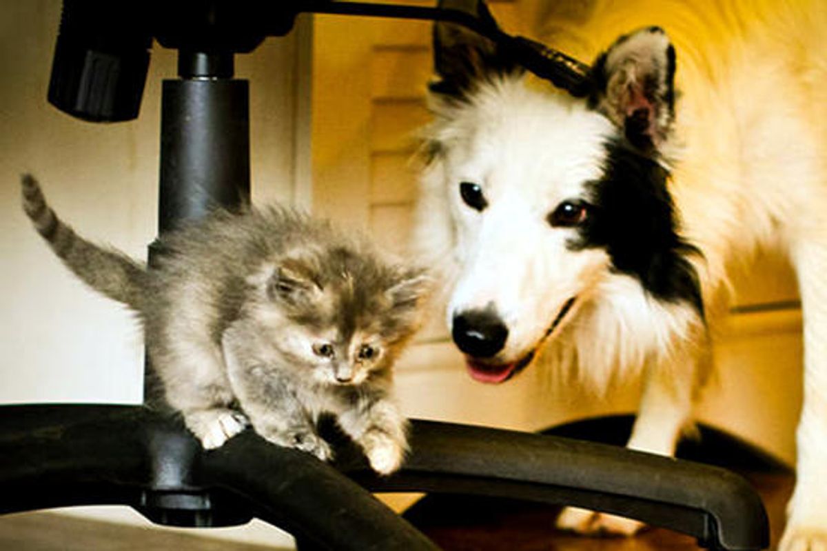 Isis The Tortie Cat And Her Dog Nanny