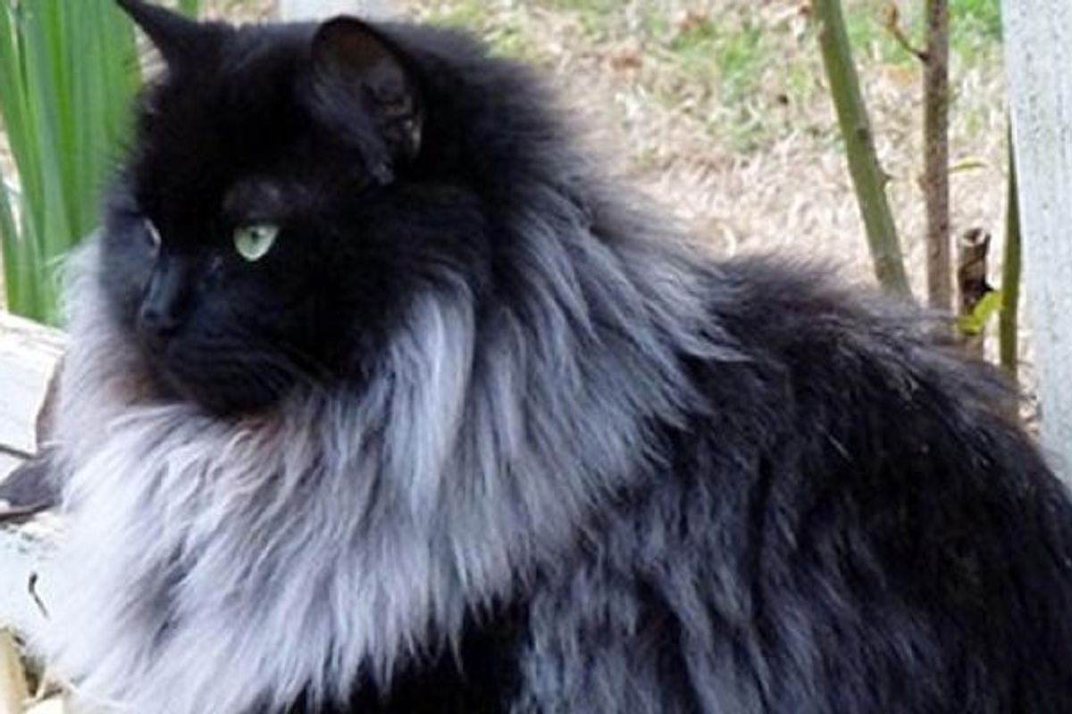 Black Cat Grows Magnificent White Winter Mane