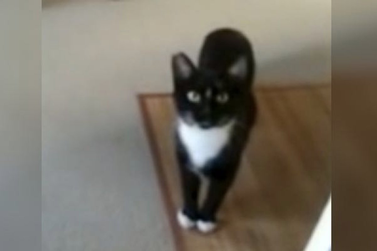 This Cat Goes From Feral Life To Forever Home